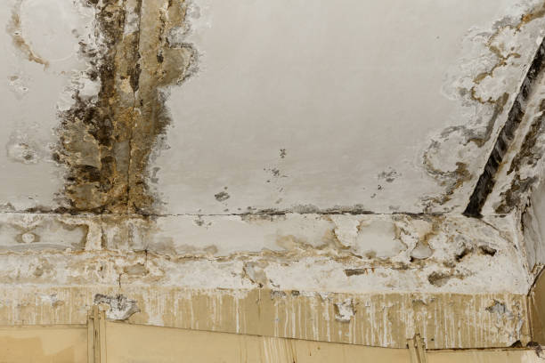 Best Attic Mold Removal  in Madison, OH